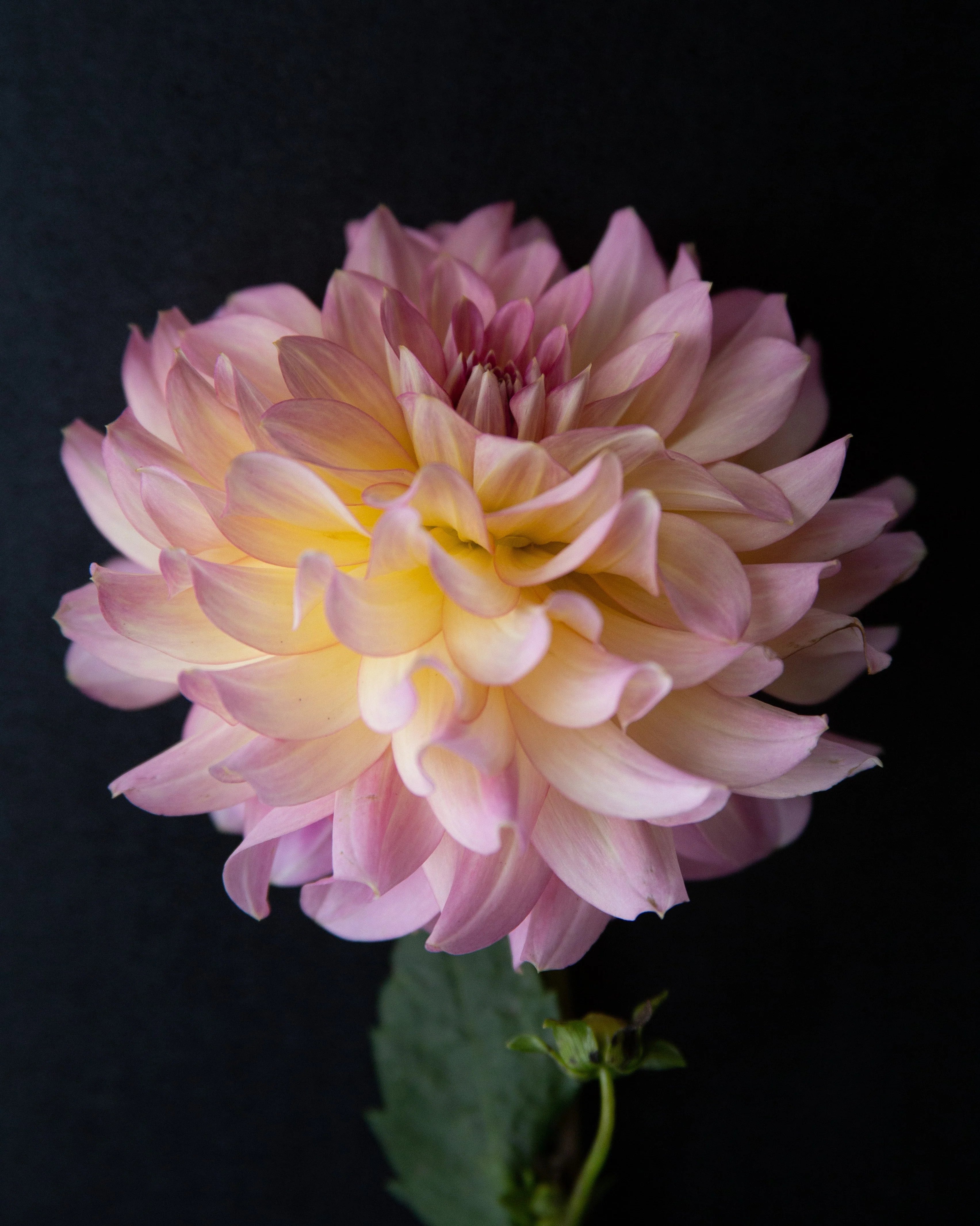 Dahlia Cuttings