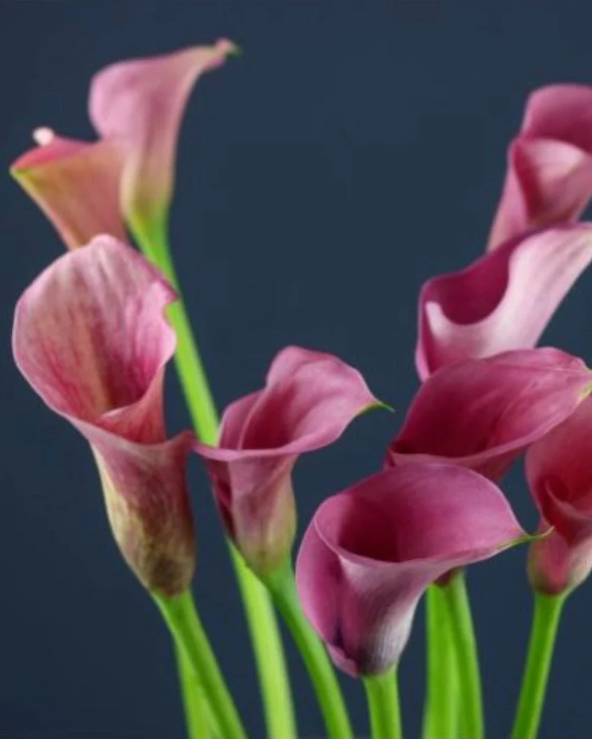 Specialty Blooms