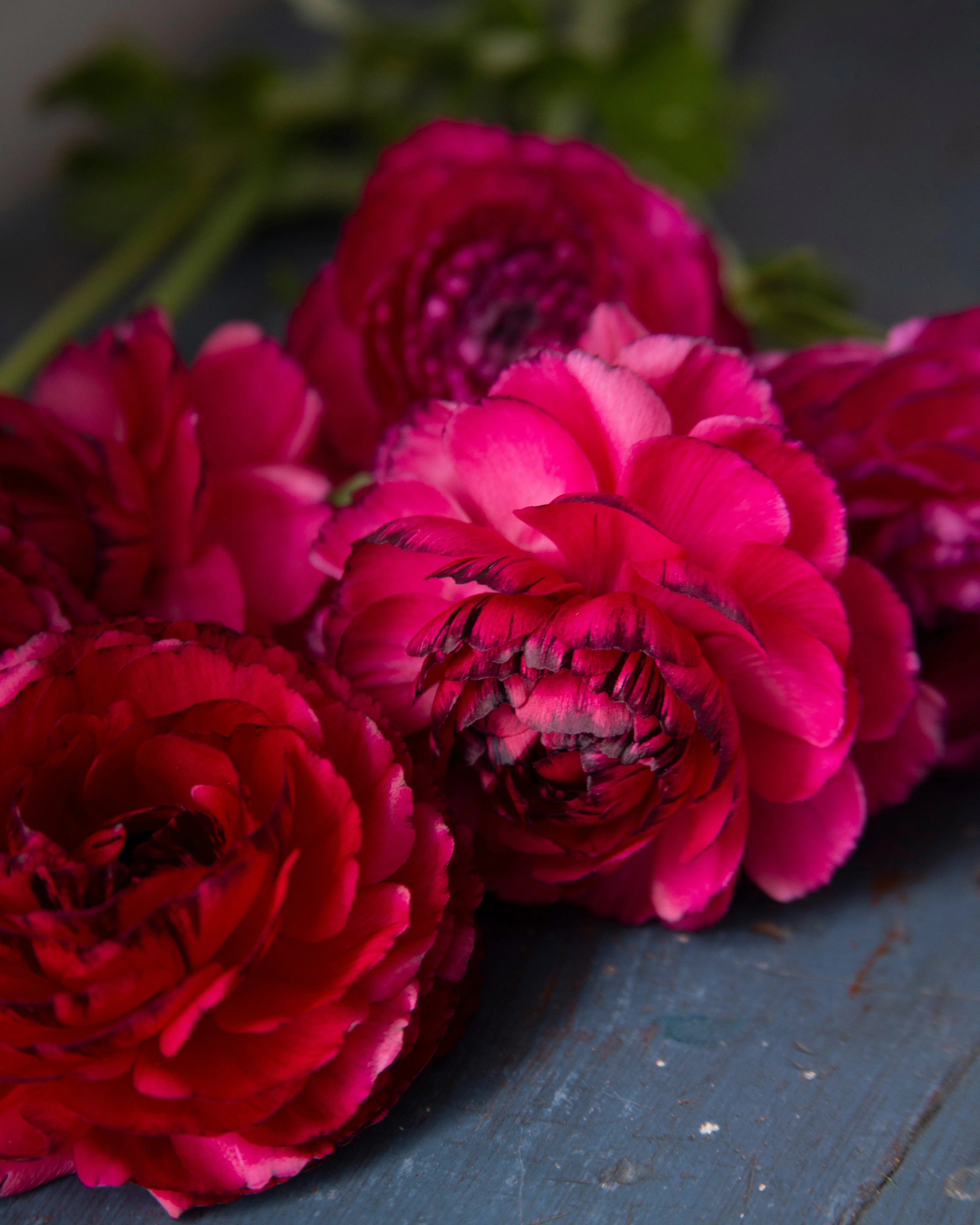 Ranunculus
